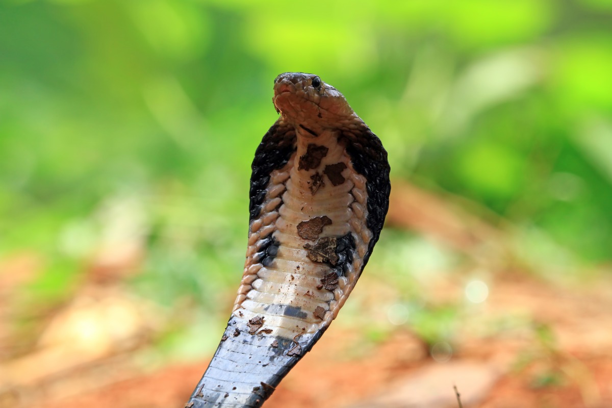German tourist dies after bit by snake in Egypt: police