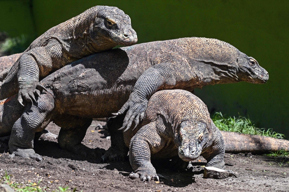 Dragon diplomacy: Indonesia lends Komodo lizard pair to Japan zoo