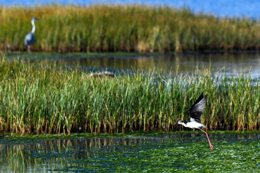 A black-winged stilt egret flies over a wetland in Ulcinj on June 2, 2026. (Photo by Savo Prelevic / AFP)
