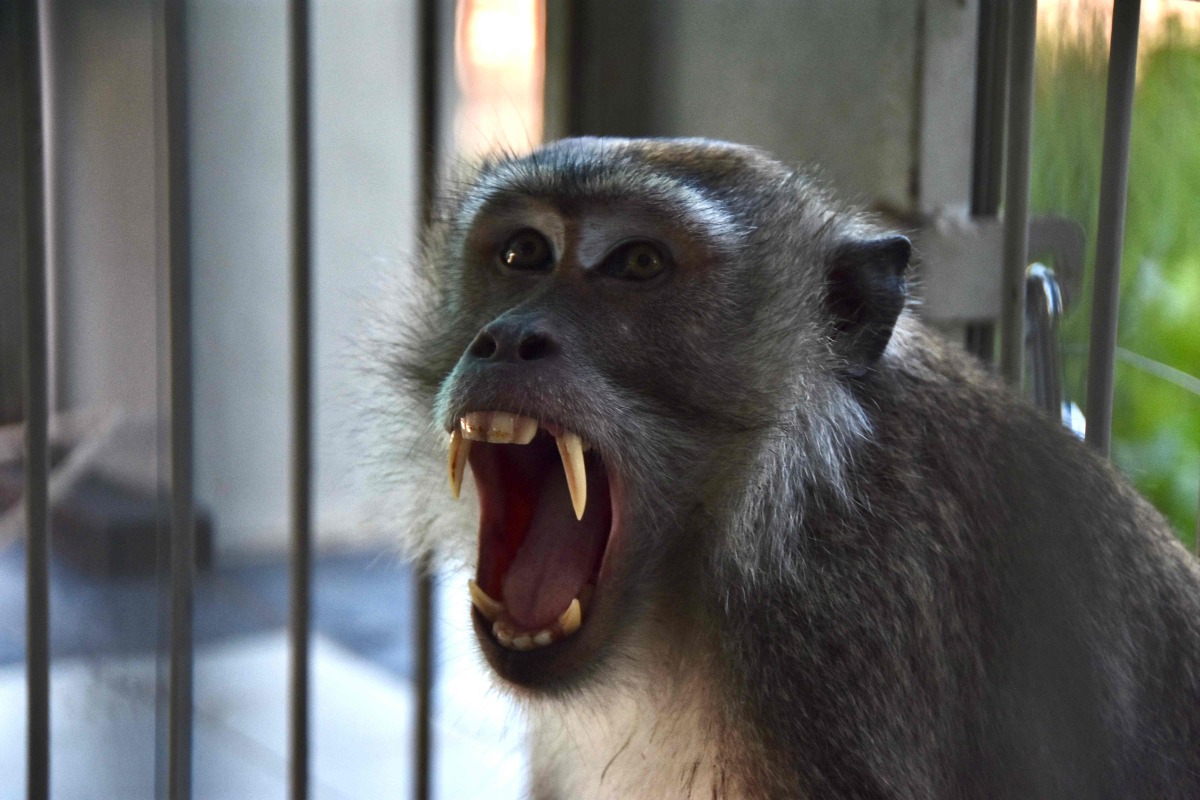 A long-tailed macaque is seen after it was caught in a trap the previous day, at the Animal Rescue Center for observation in Pekanbaru, Riau, on August 7, 2026. Photo by WAHYUDI / AFP